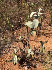 Sabicea brasiliensis