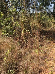 Andropogon gayanus