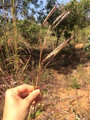 Andropogon gayanus