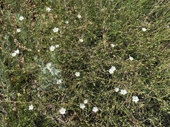 Eremogone ferrisiae