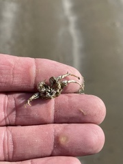 Isocheles wurdemanni