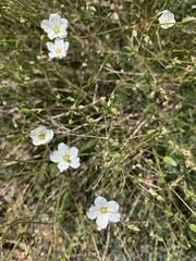 Eremogone ferrisiae