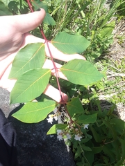 Apocynum × floribundum