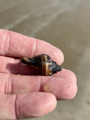 Stramonita canaliculata