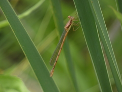 Lestes forcipatus