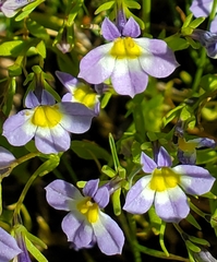 Porterella carnosula