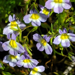 Porterella carnosula