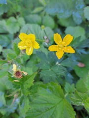 Ranunculus orthorhynchus