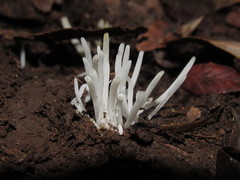 Clavaria acuta