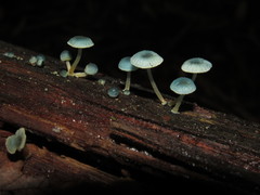 Mycena cyanocephala