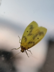 Miltochrista undulata