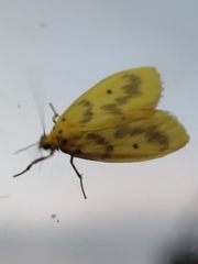 Miltochrista undulata