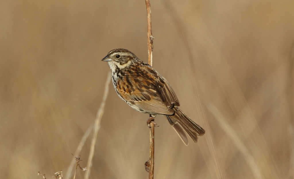 Sierra Madre Sparrow