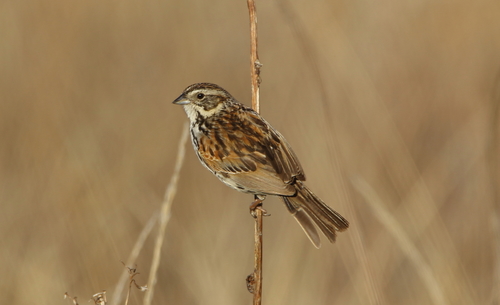 Sierra Madre Sparrow