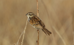 Xenospiza baileyi