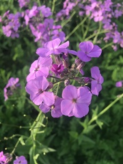 Hesperis matronalis