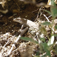 Aspidoscelis stictogrammus