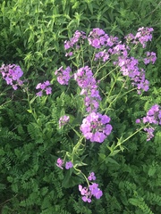 Hesperis matronalis