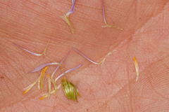 Erigeron breweri
