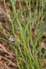Erigeron breweri