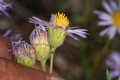 Erigeron breweri