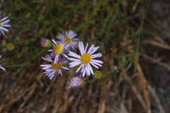 Erigeron breweri