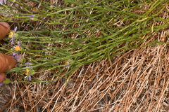 Erigeron breweri