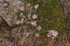 Erigeron breweri
