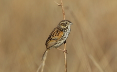 Xenospiza baileyi