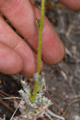 Gilia cana