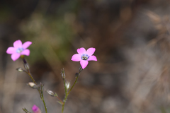 Gilia cana