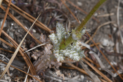 Gilia cana