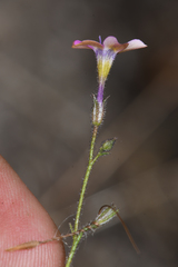 Gilia cana