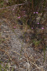 Gilia cana