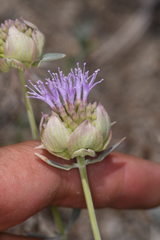 Monardella linoides sierrae