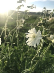 Silene latifolia