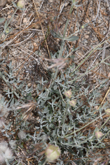 Monardella linoides sierrae