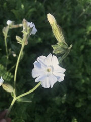 Silene latifolia