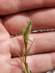 Linaceae