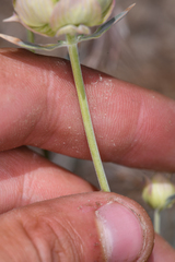 Monardella linoides sierrae