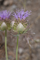 Monardella linoides sierrae