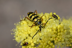 Stenostrophia tribalteata