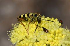 Stenostrophia tribalteata