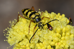 Stenostrophia tribalteata