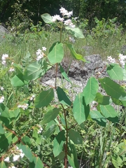 Apocynum × floribundum