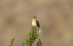 Empidonax albigularis