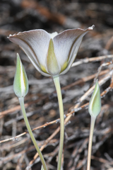 Calochortus bruneaunis