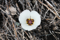 Calochortus bruneaunis