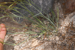 Eremogone ferrisiae