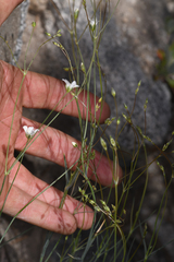 Eremogone ferrisiae